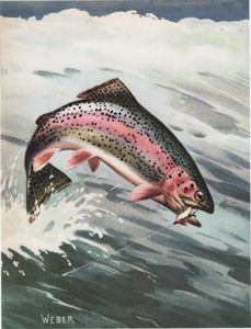 [fish taking fly, jumping] by Weber